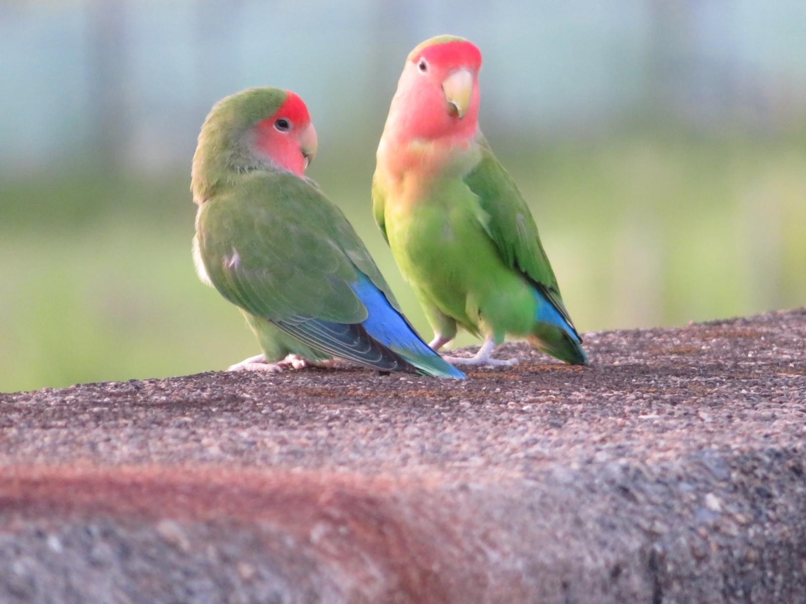 目撃された鳥 目撃された鳥
