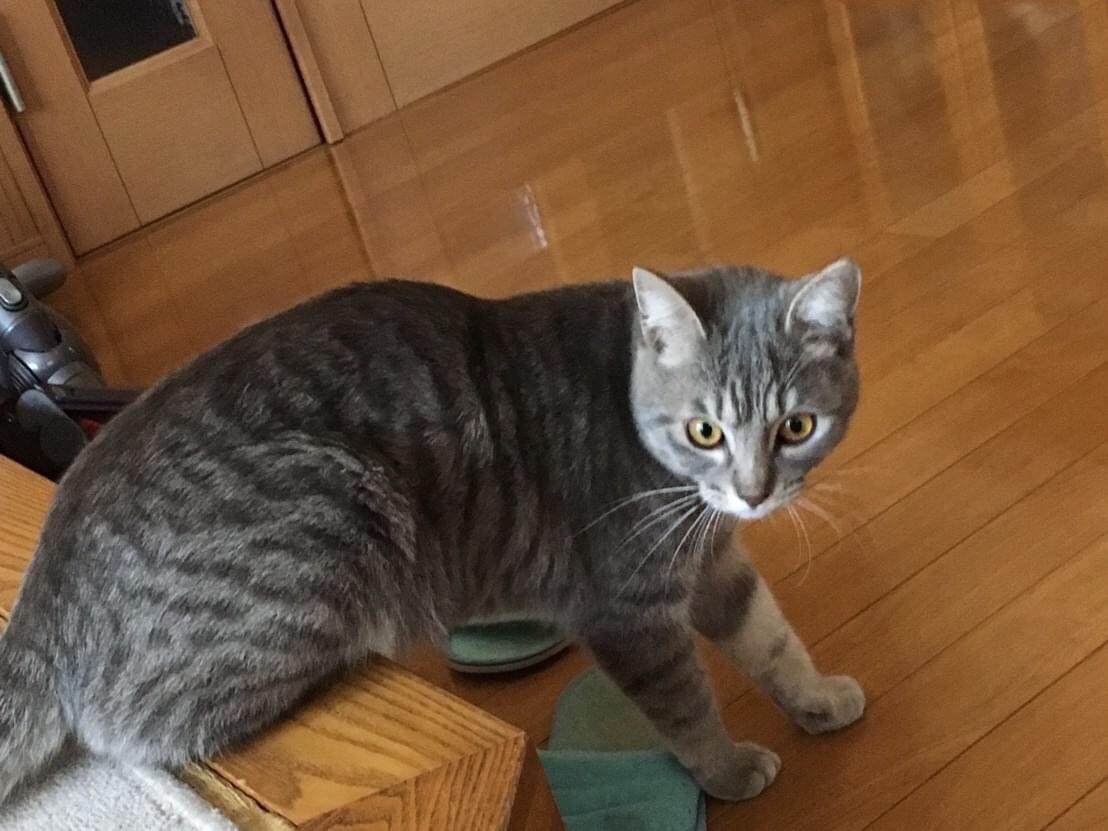 あずきちゃん あずきちゃん