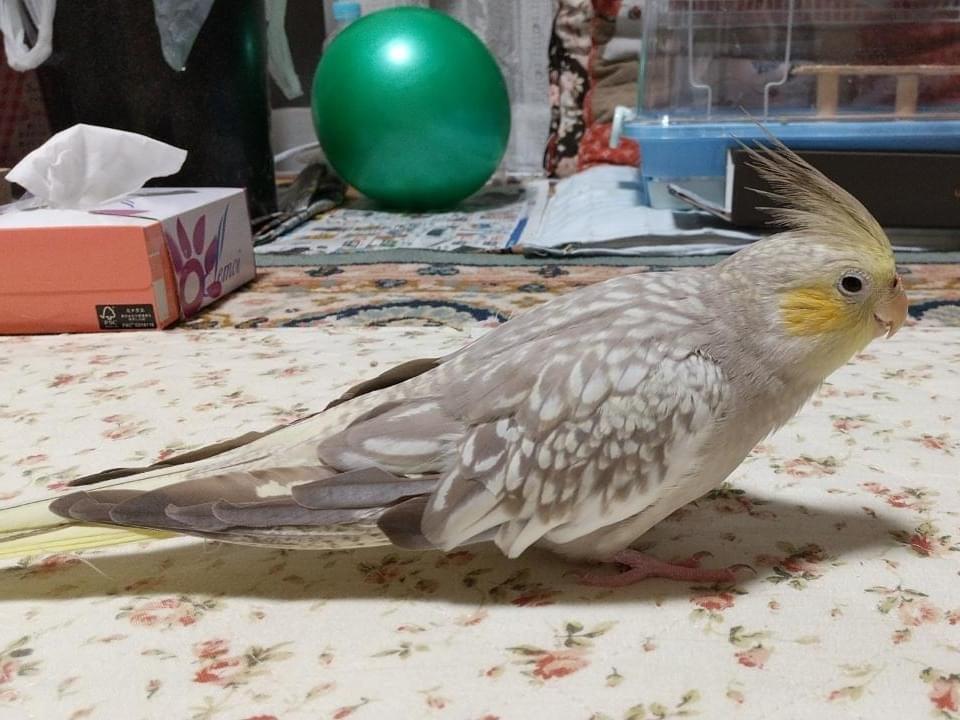 タマちゃん タマちゃん