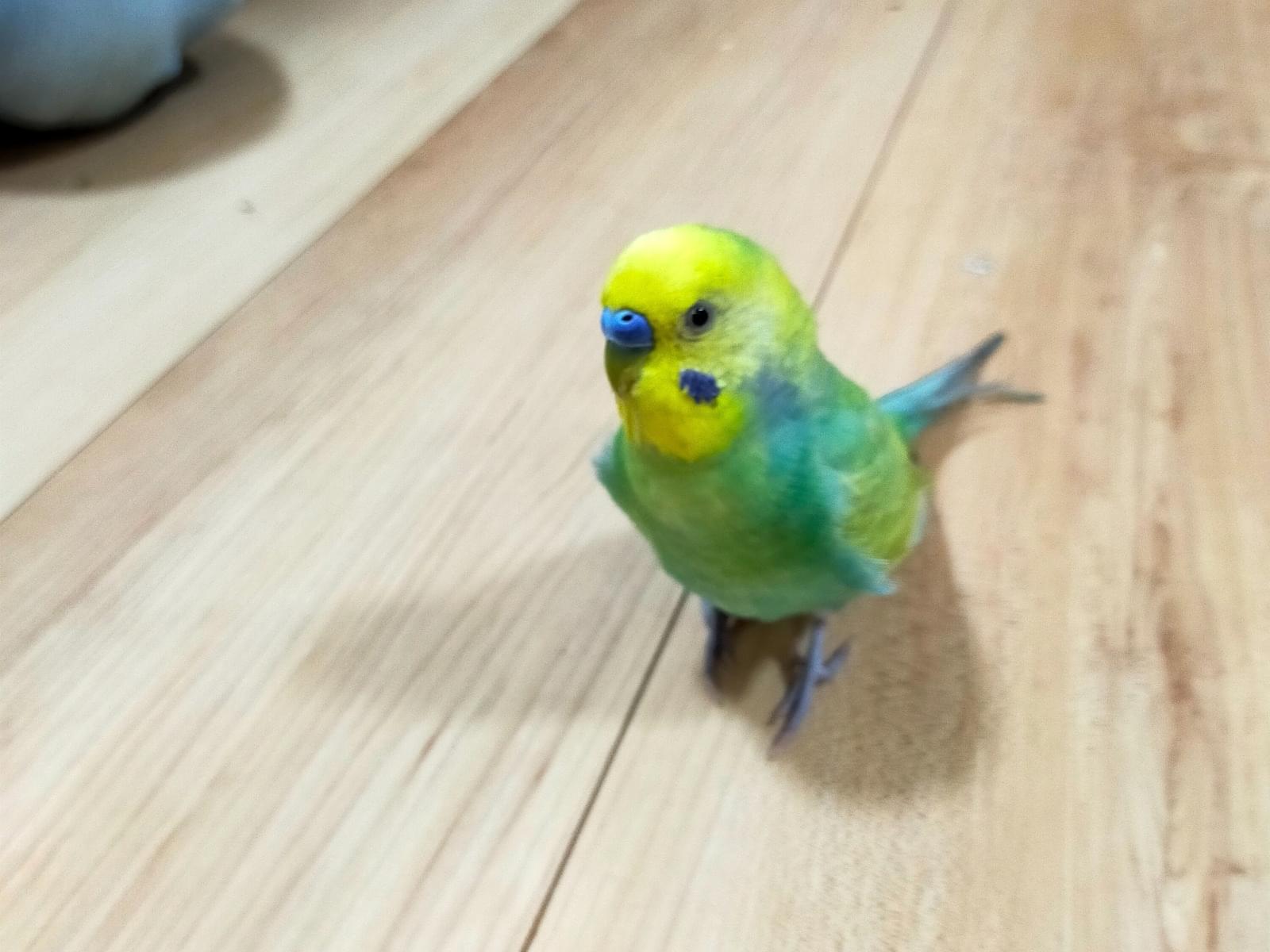 保護された鳥 保護された鳥
