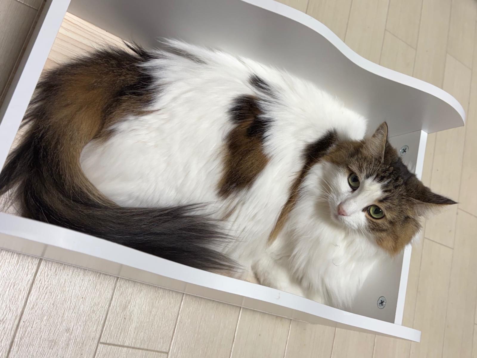 あずきちゃん あずきちゃん