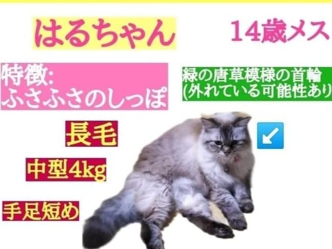 はるちゃん はるちゃん