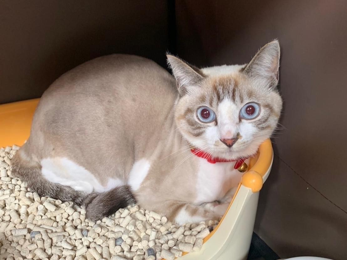 保護された猫 保護された猫