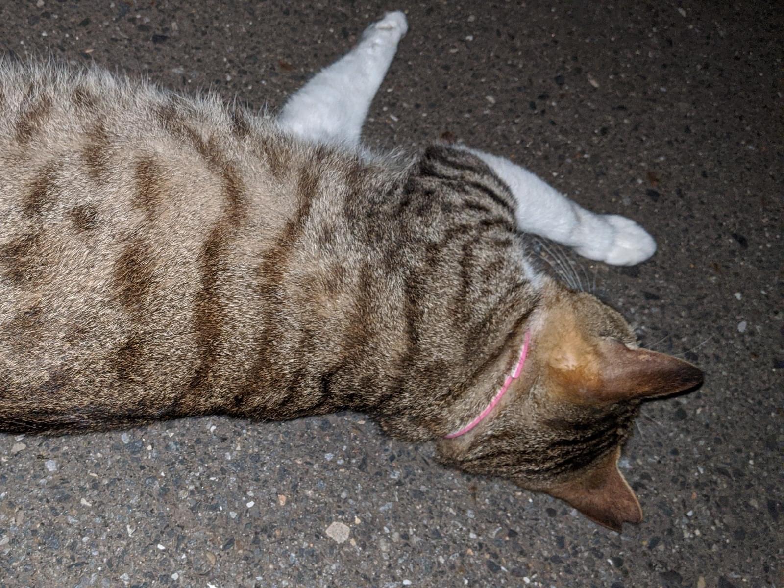 目撃された猫 目撃された猫