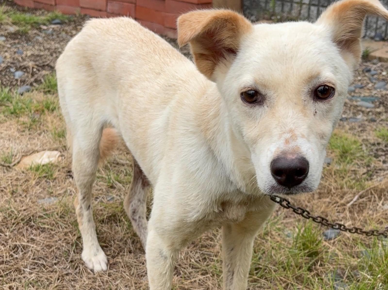 目撃された犬 目撃された犬