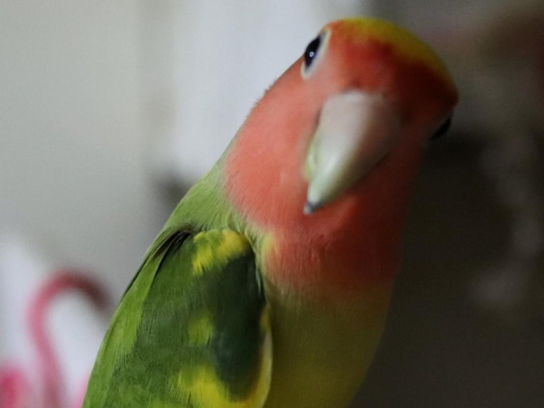 でかぴーちゃん でかぴーちゃん