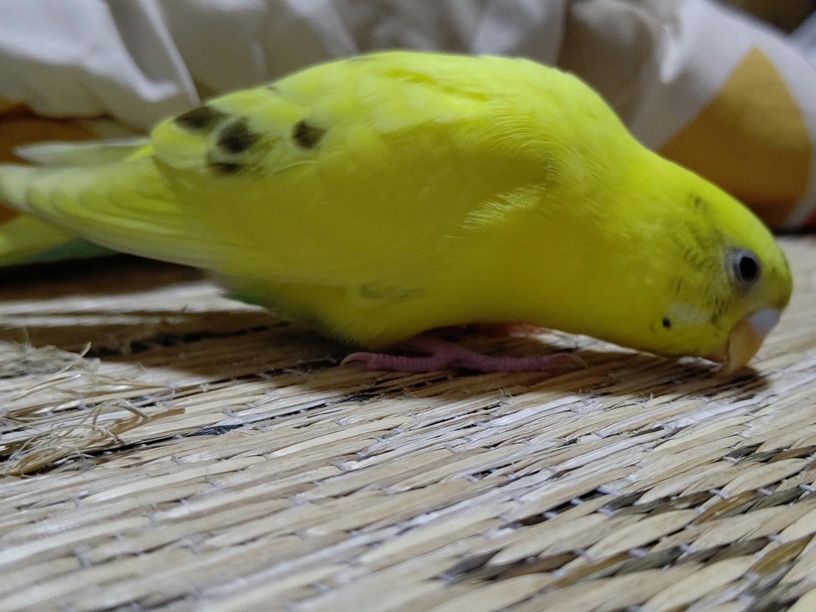 ハニーちゃん ハニーちゃん