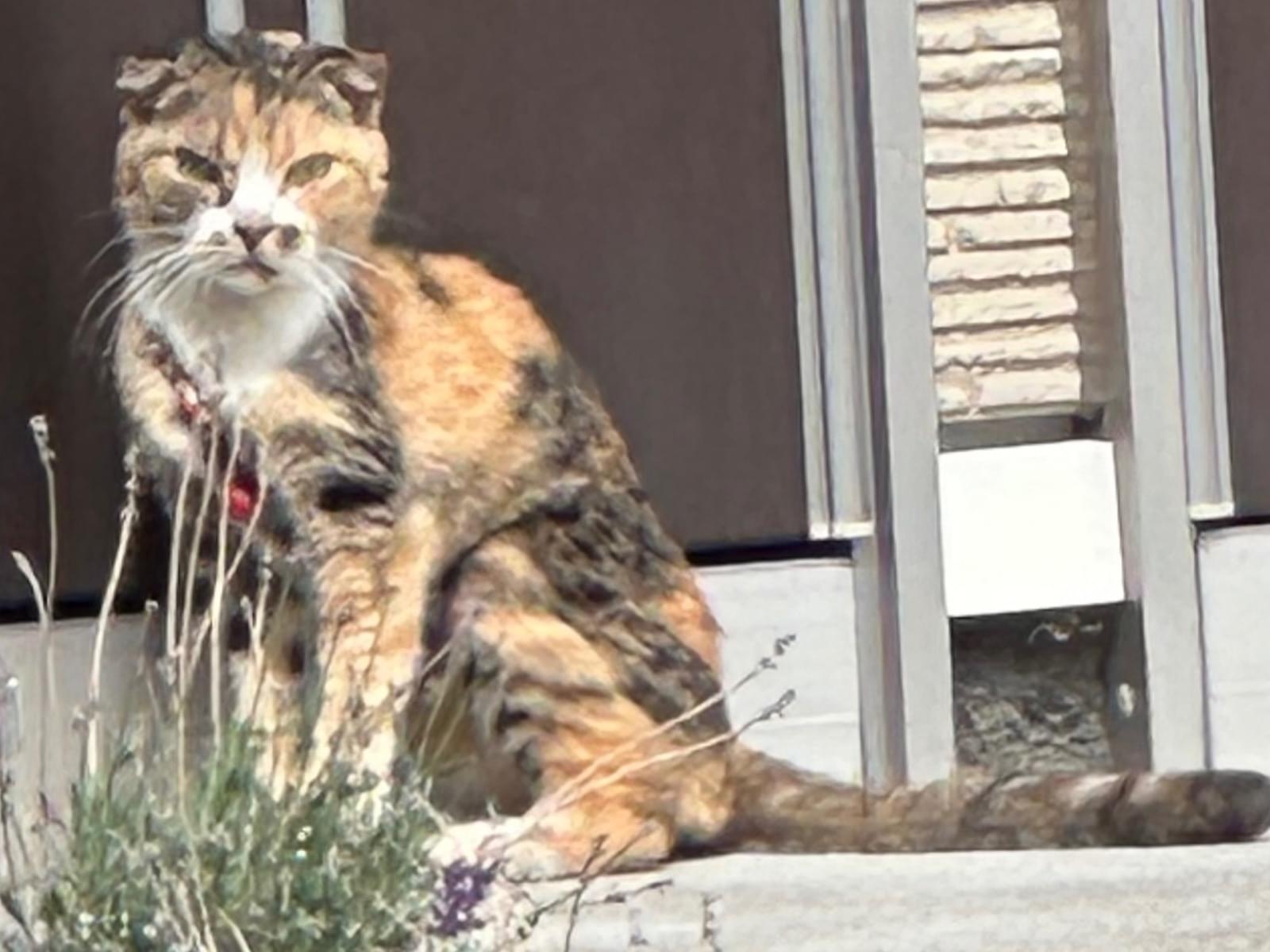 保護された猫 保護された猫