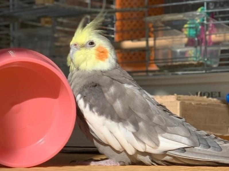 あめちゃん あめちゃん