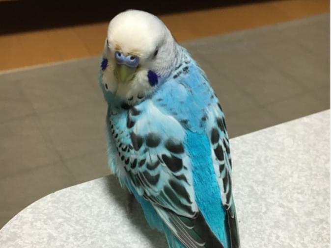 ヘイジちゃん ヘイジちゃん