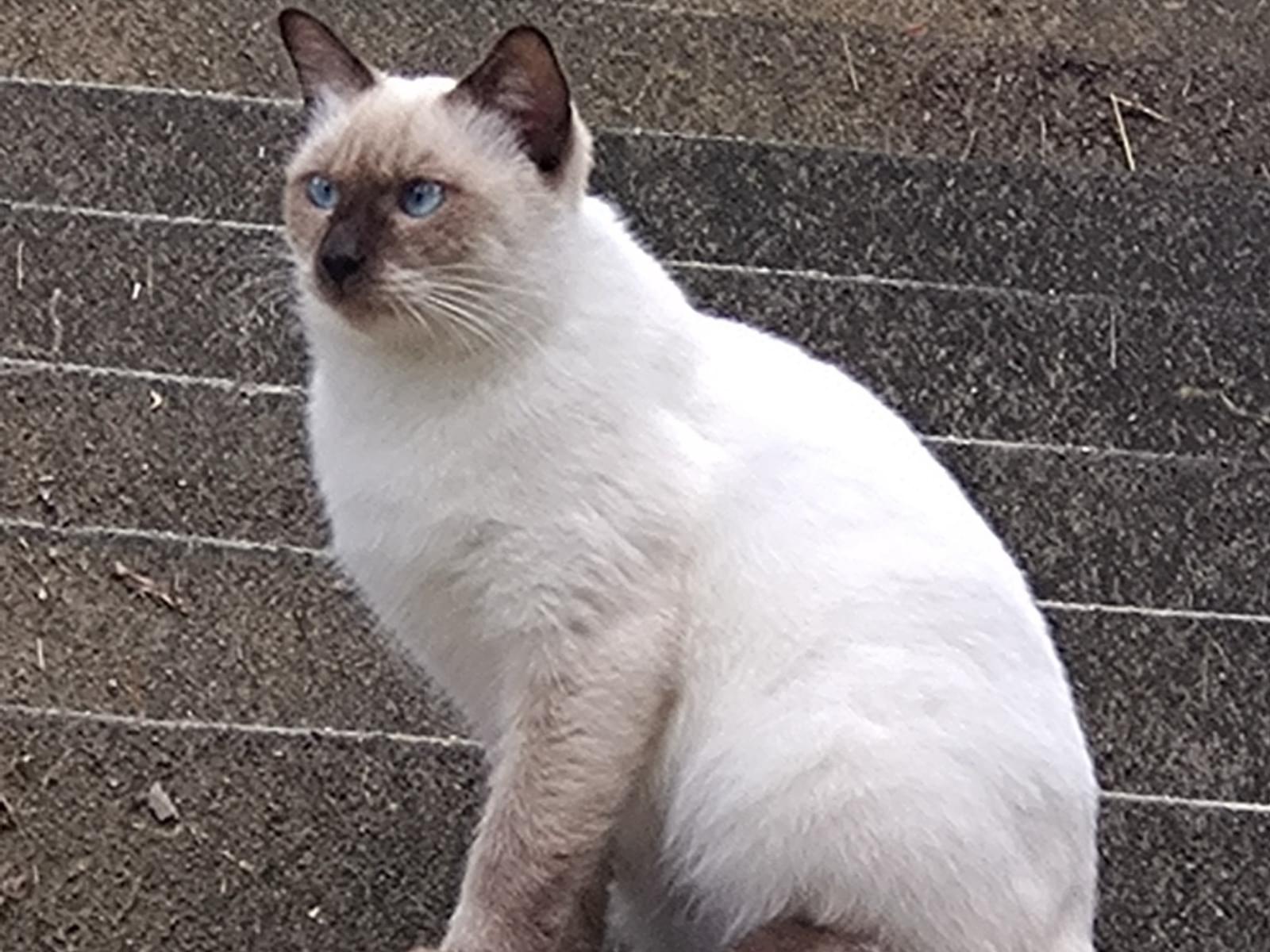 目撃された猫 目撃された猫