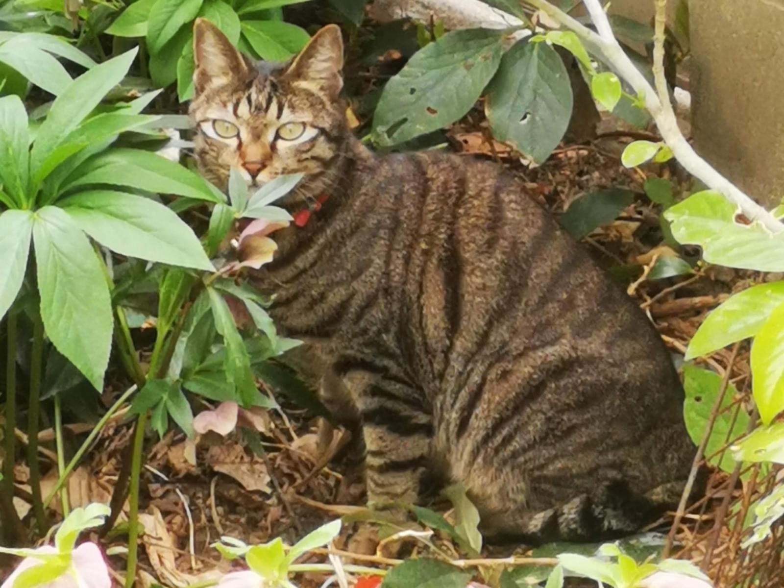 目撃された猫 目撃された猫