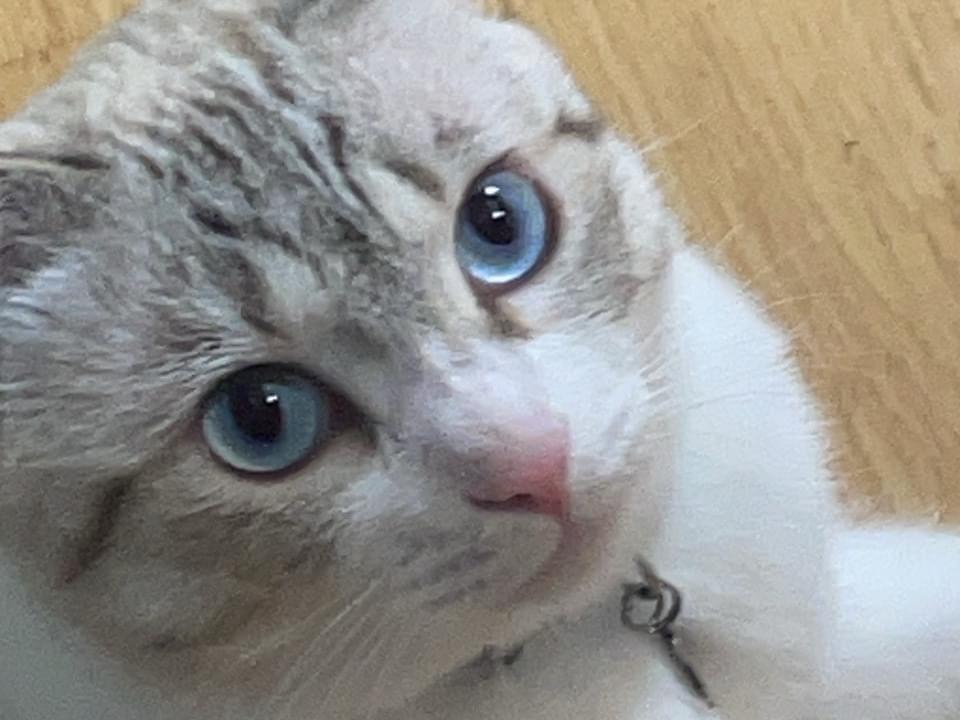 おかゆちゃん おかゆちゃん