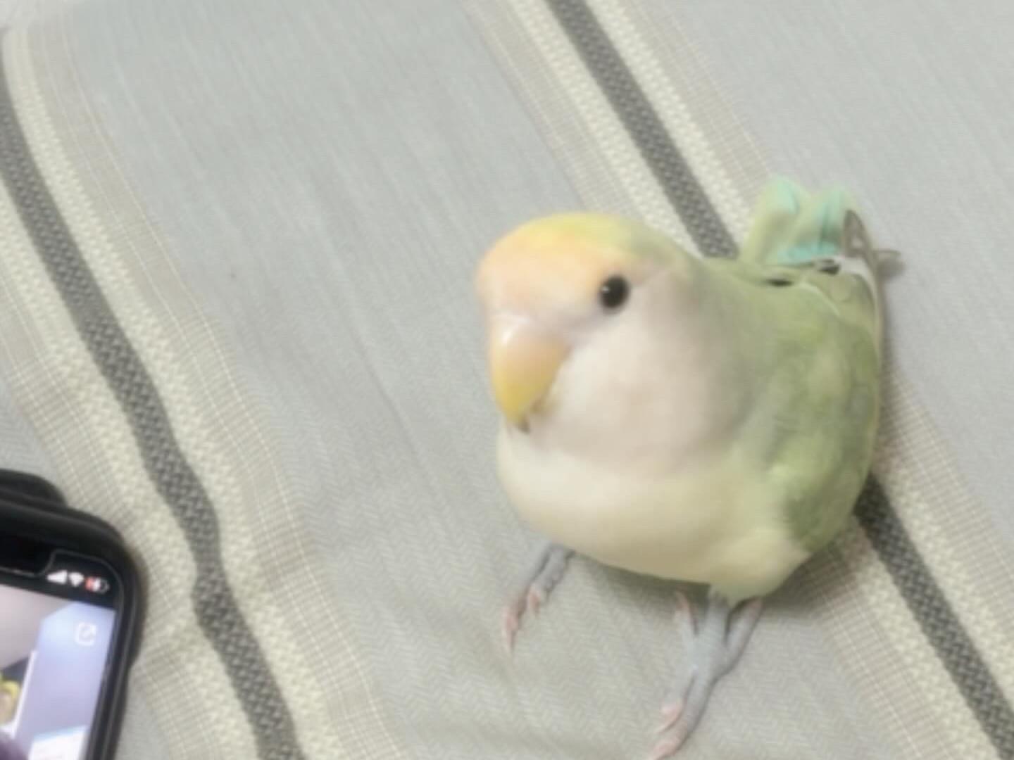 メロンちゃん メロンちゃん