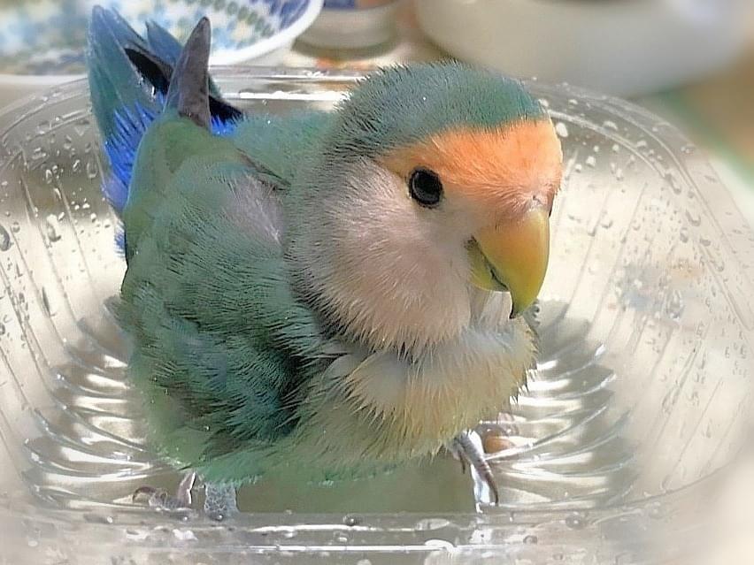 さくらちゃん さくらちゃん
