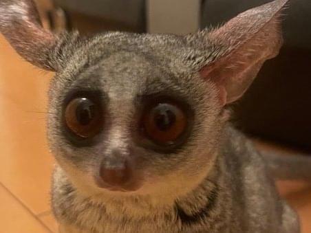 アトムちゃん アトムちゃん