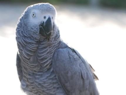 目撃された鳥 目撃された鳥