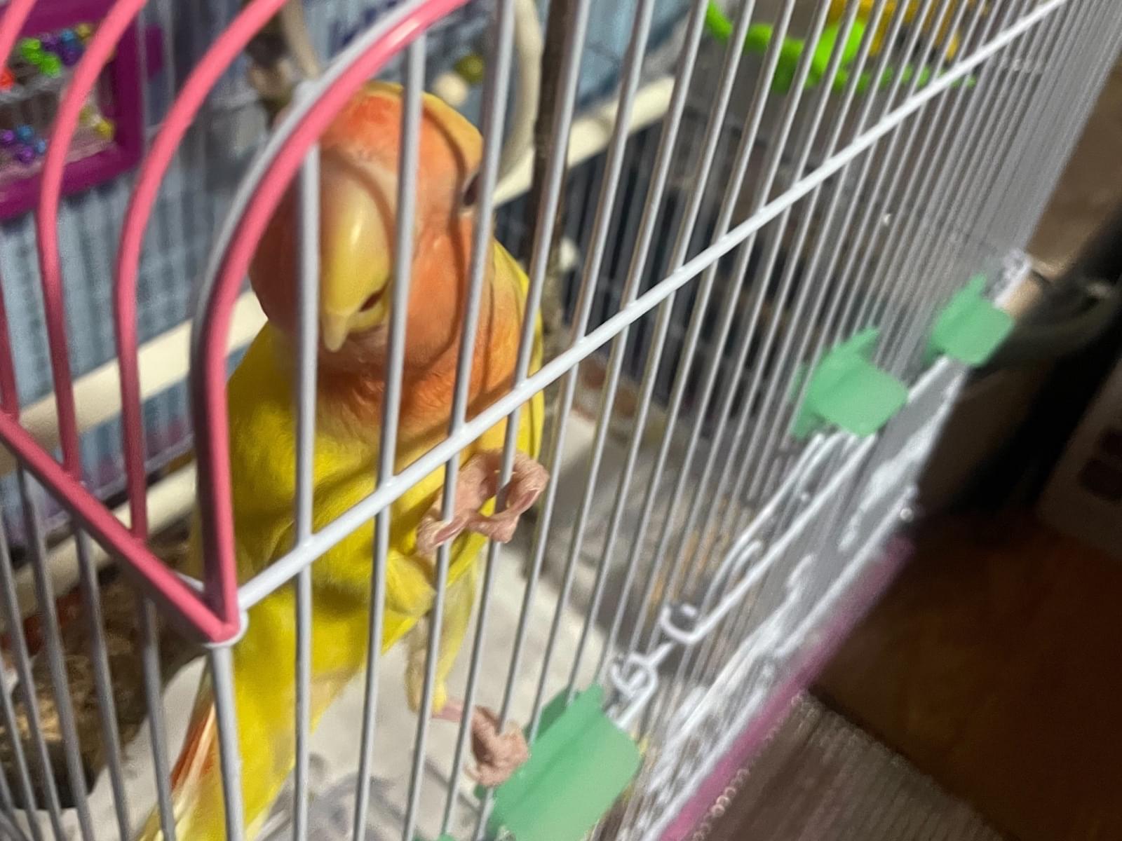 保護された鳥 保護された鳥