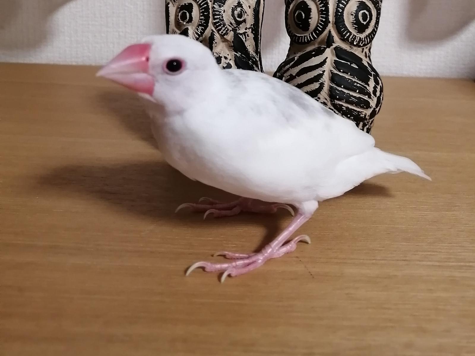 バクちゃん バクちゃん