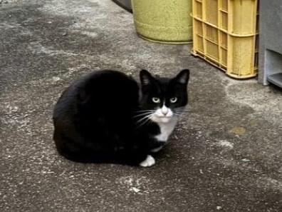 ぺけやすちゃん ぺけやすちゃん