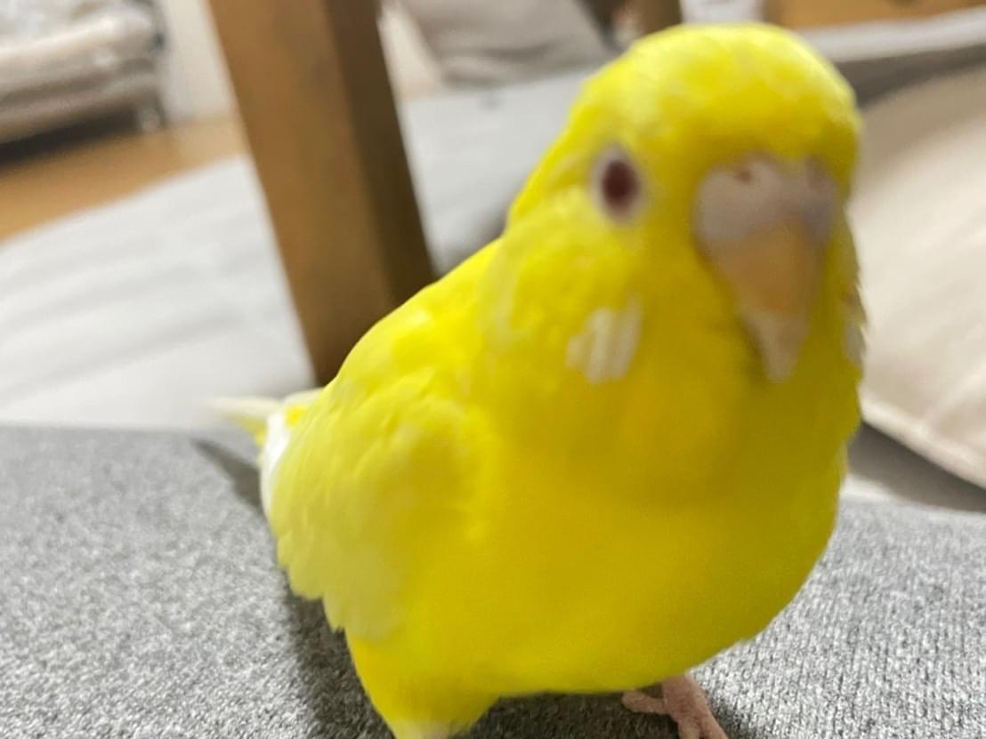 ピヨちゃん ピヨちゃん