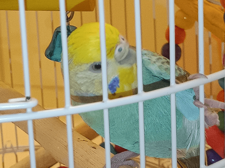 ピィちゃん ピィちゃん