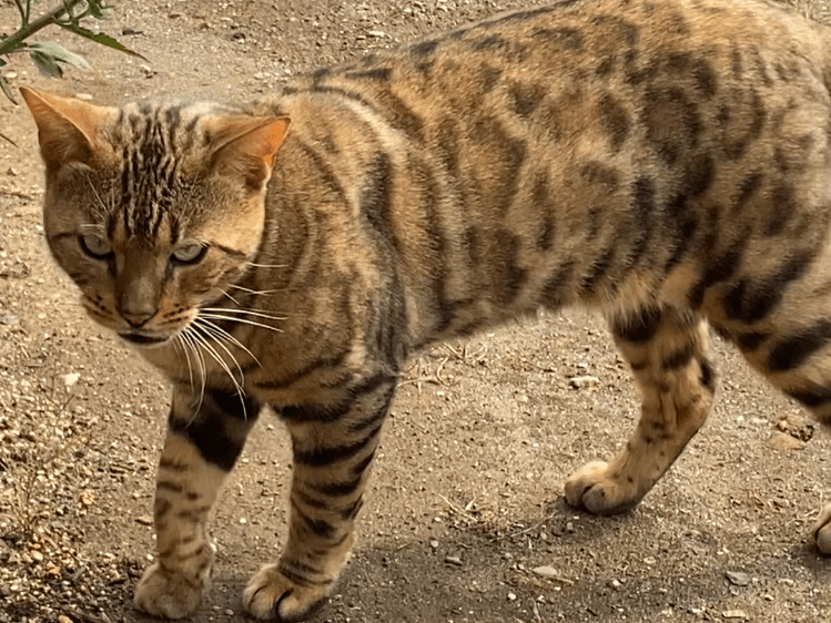 目撃された猫 目撃された猫