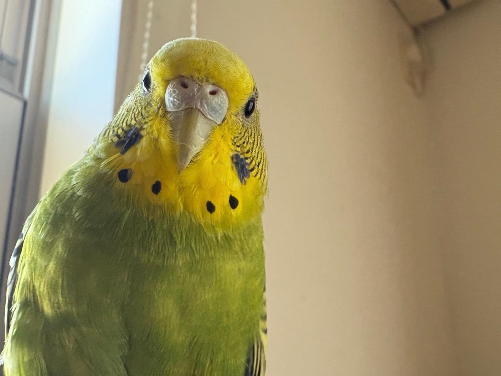 キューピーちゃん