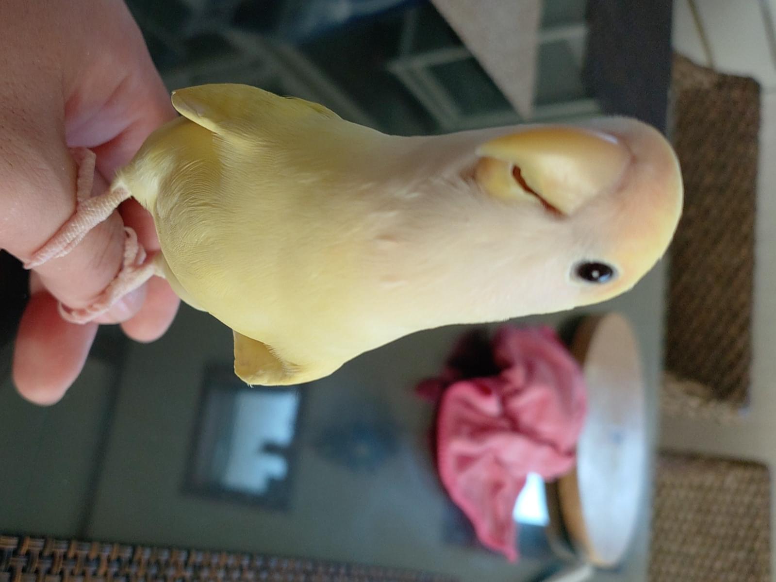 きなこ きーちゃん きなこ きーちゃん