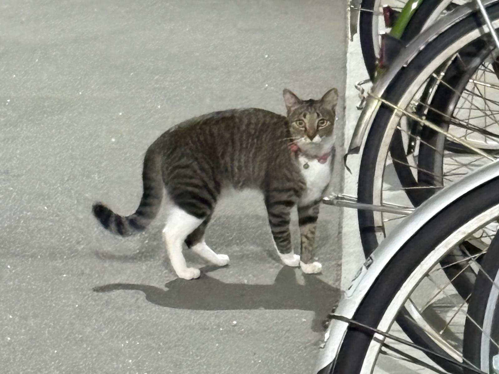 目撃された猫 目撃された猫