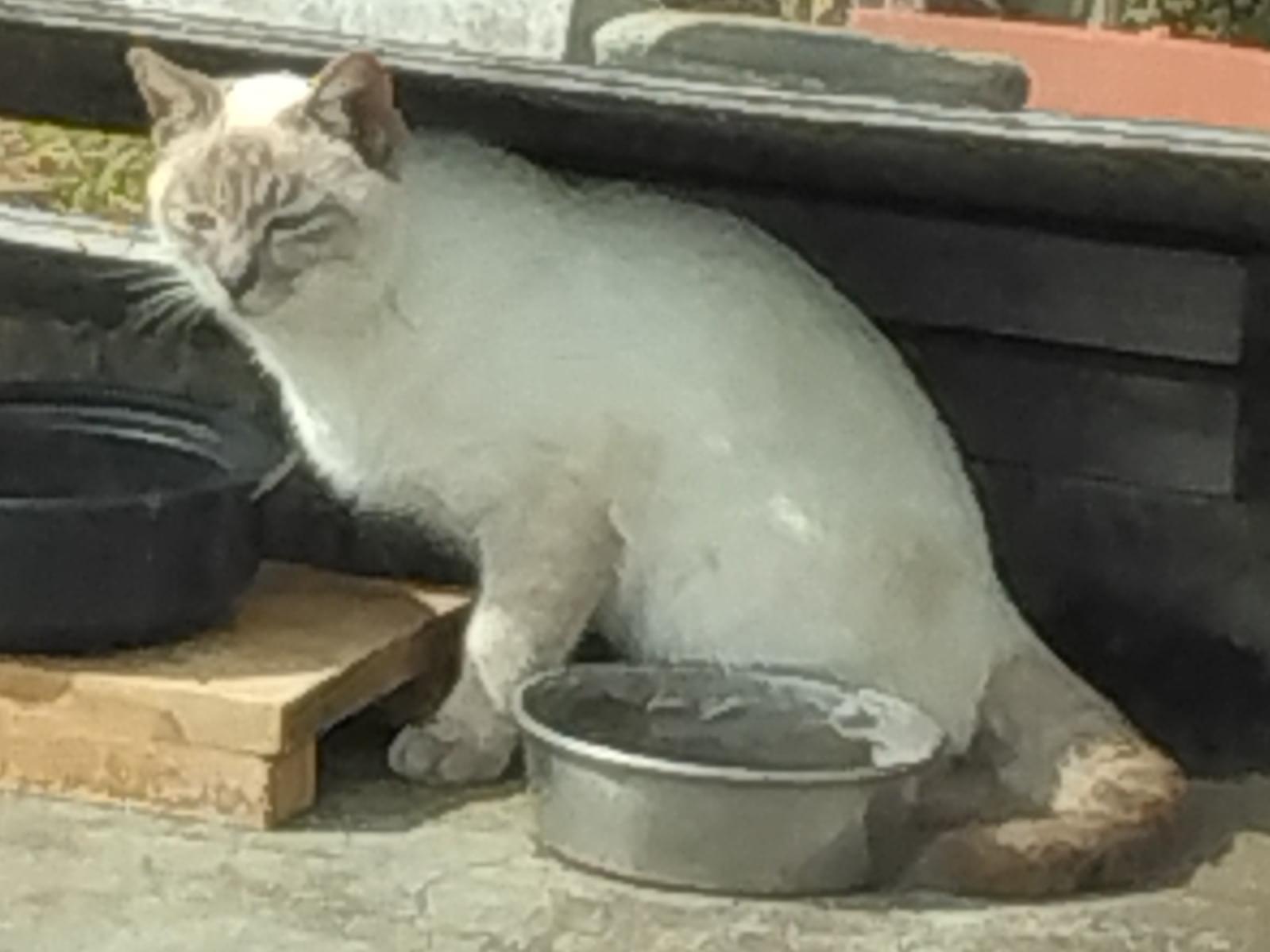 目撃された猫 目撃された猫