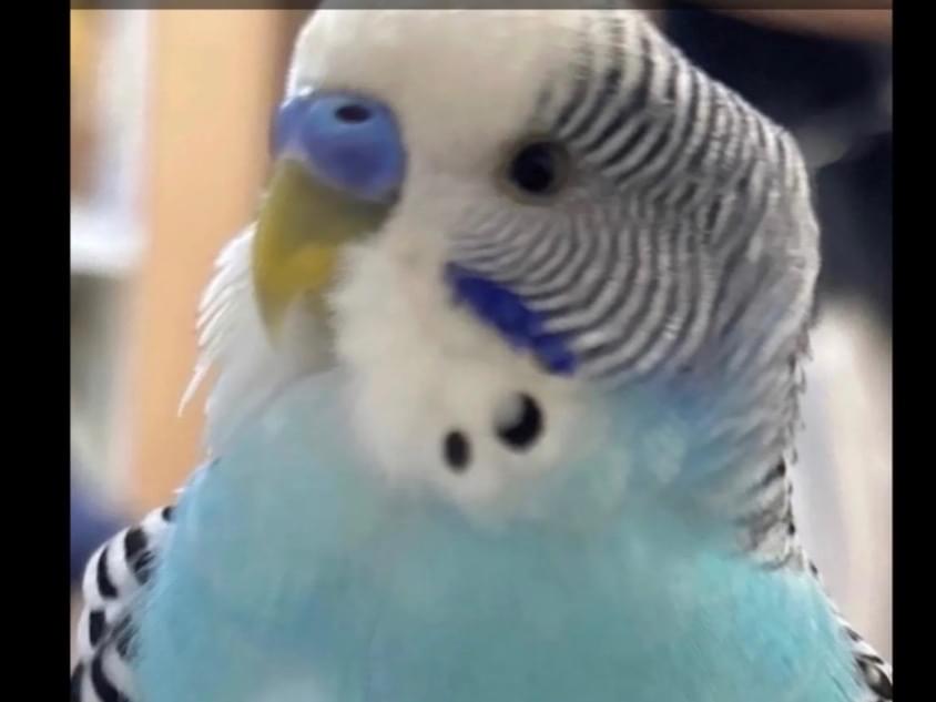 ピーちゃん ピーちゃん