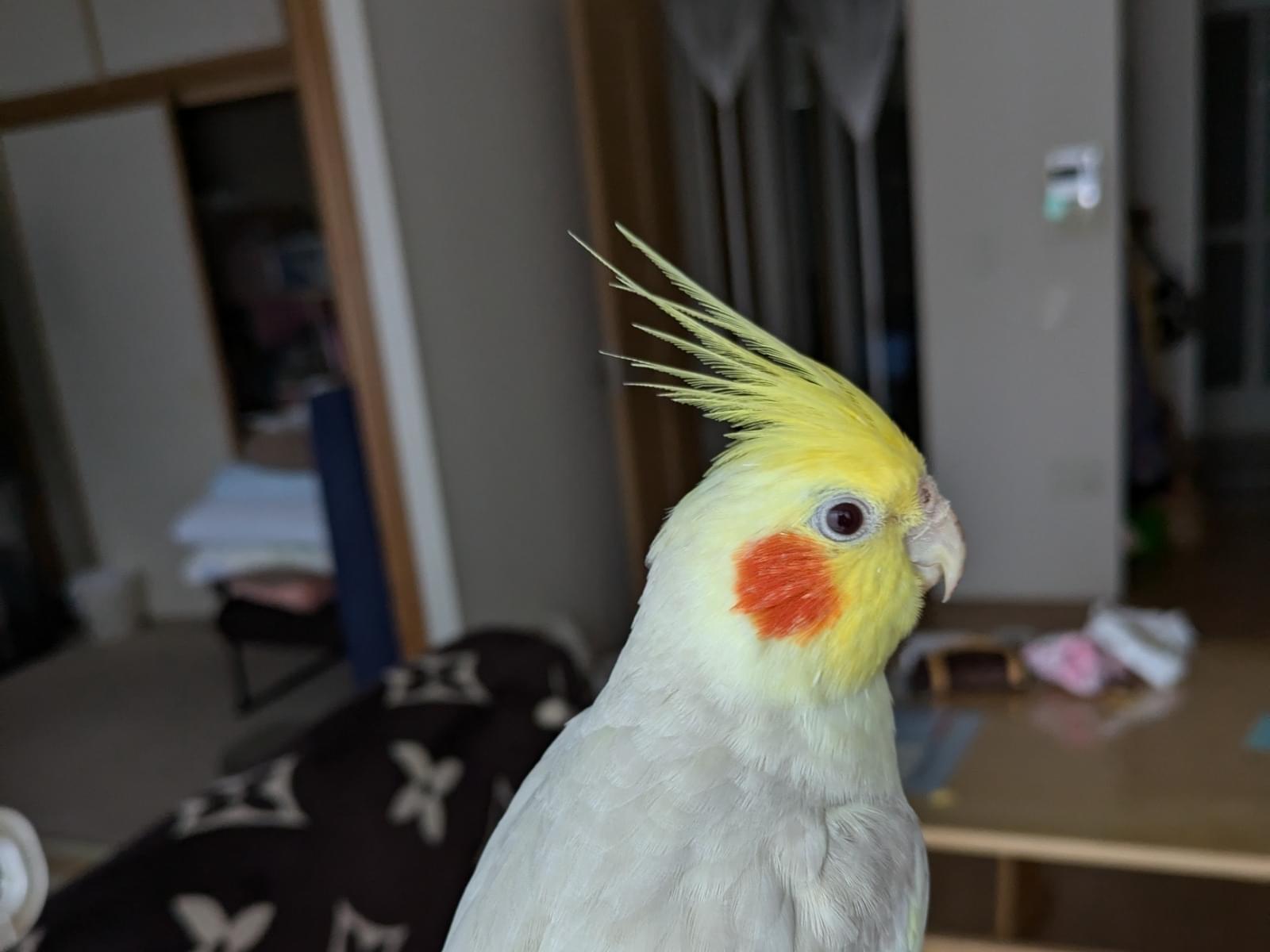 ウメちゃん ウメちゃん