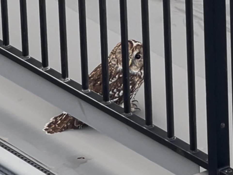 目撃された鳥 目撃された鳥