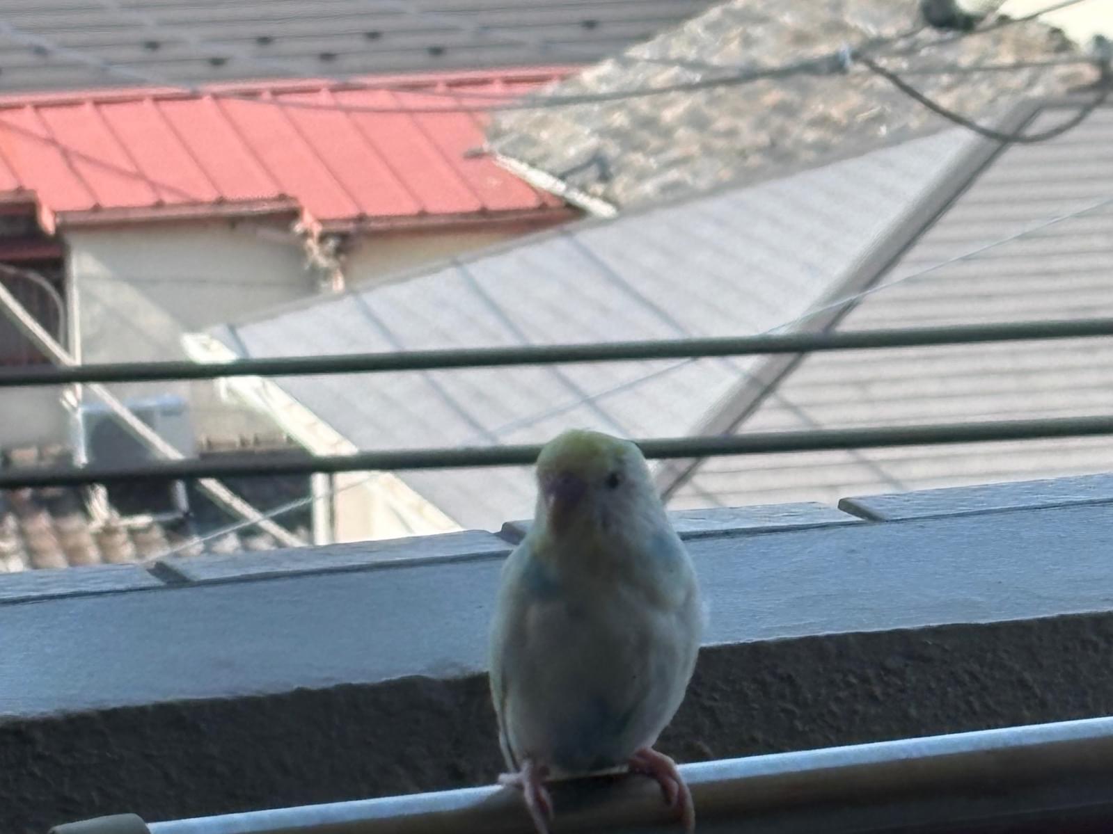 目撃された鳥 目撃された鳥