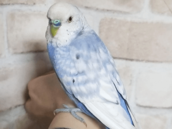 保護された鳥 保護された鳥