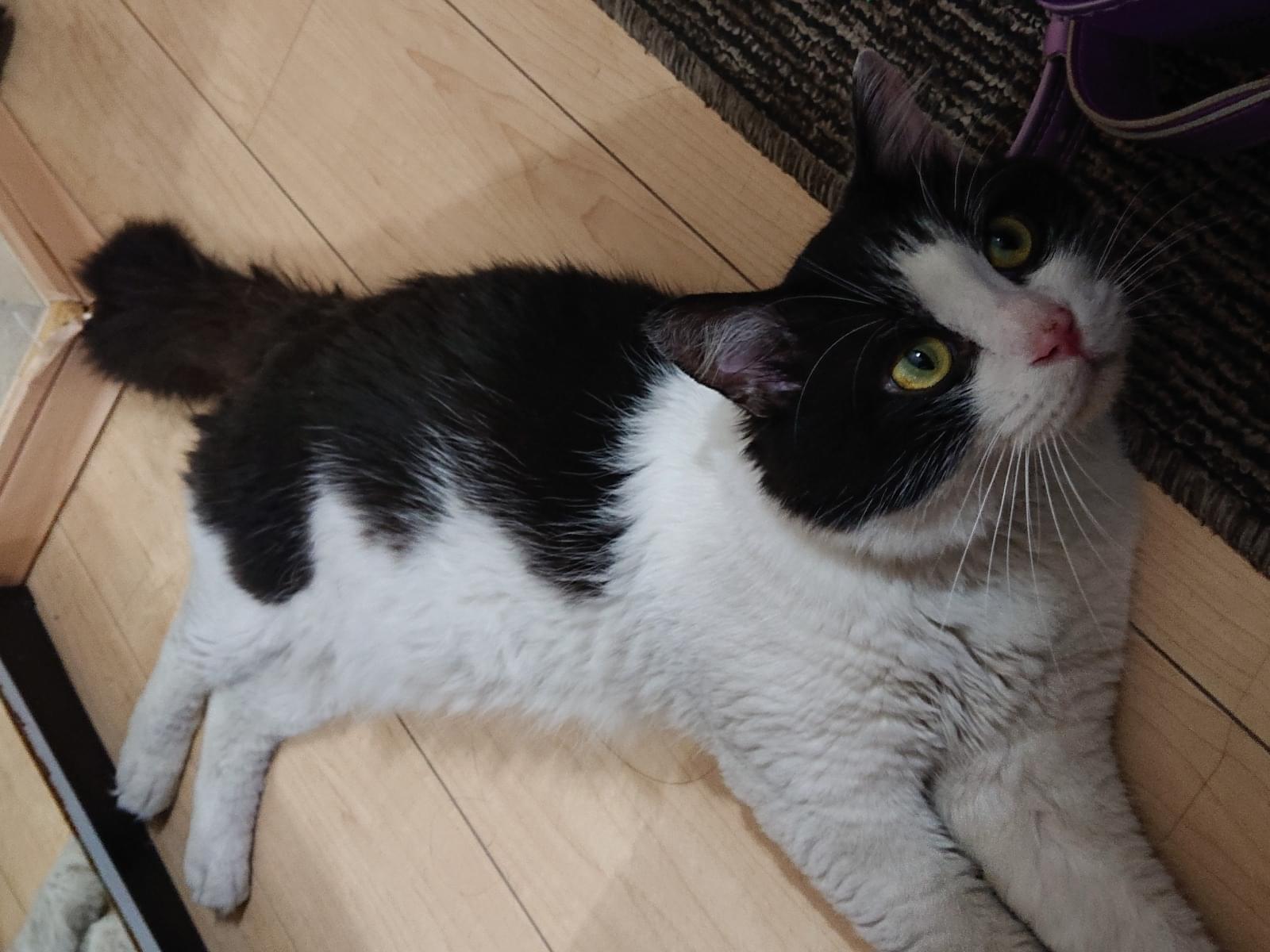 目撃された猫 目撃された猫