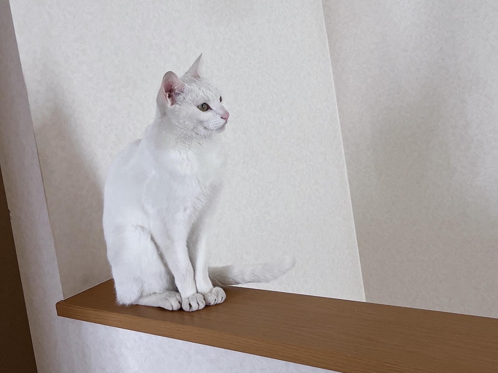 ハクちゃん ハクちゃん