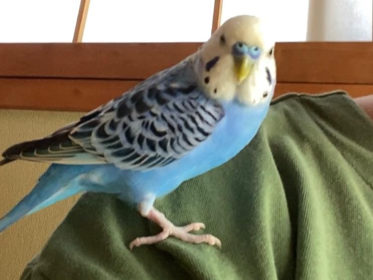 保護された鳥 保護された鳥