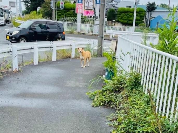 目撃された犬 目撃された犬