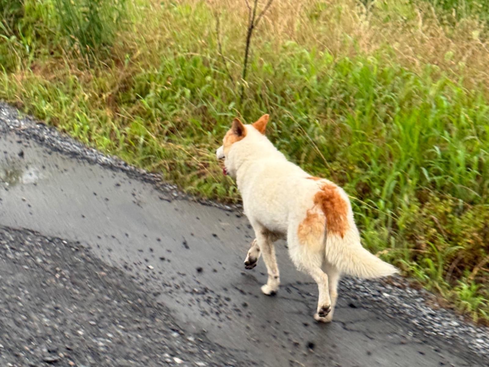 目撃された犬 目撃された犬