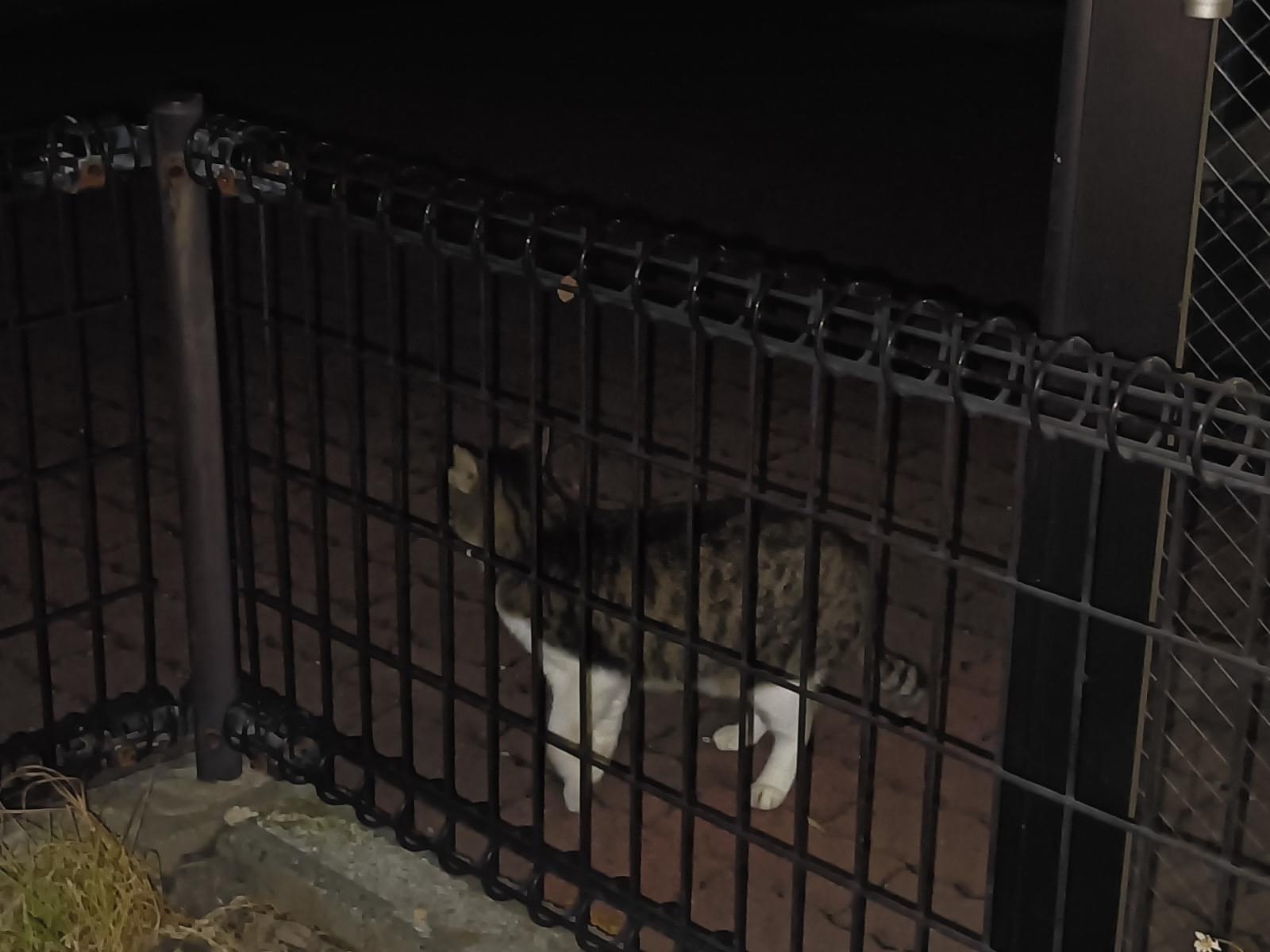 目撃された猫
