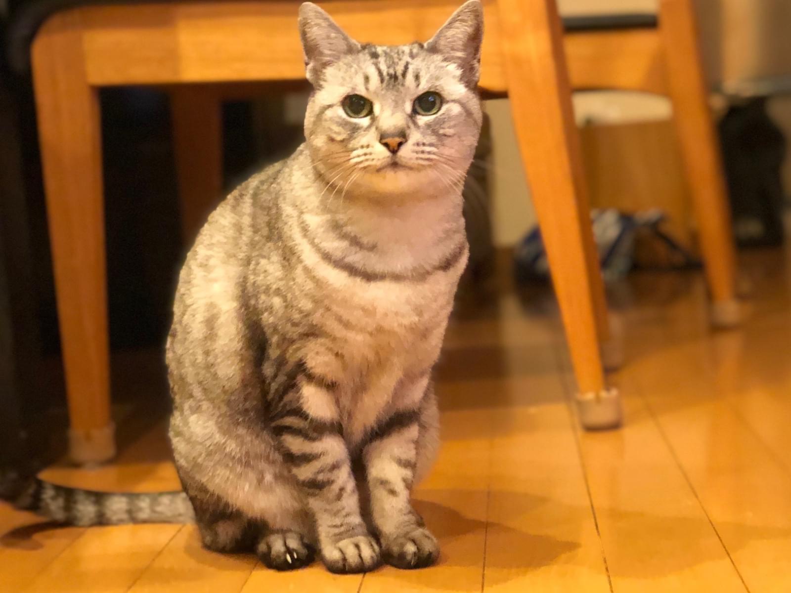たまちゃん たまちゃん