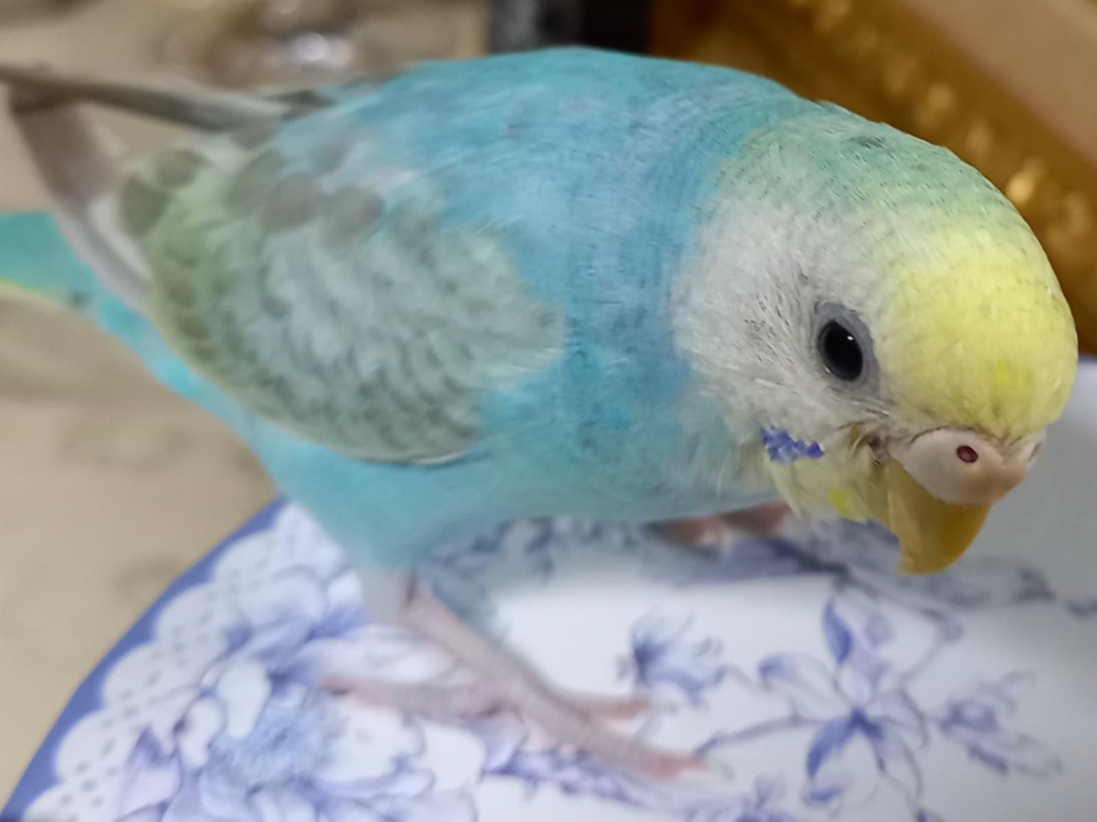 ピピちゃん ピピちゃん