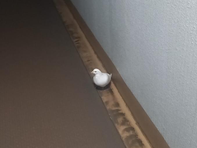 目撃された鳥 目撃された鳥