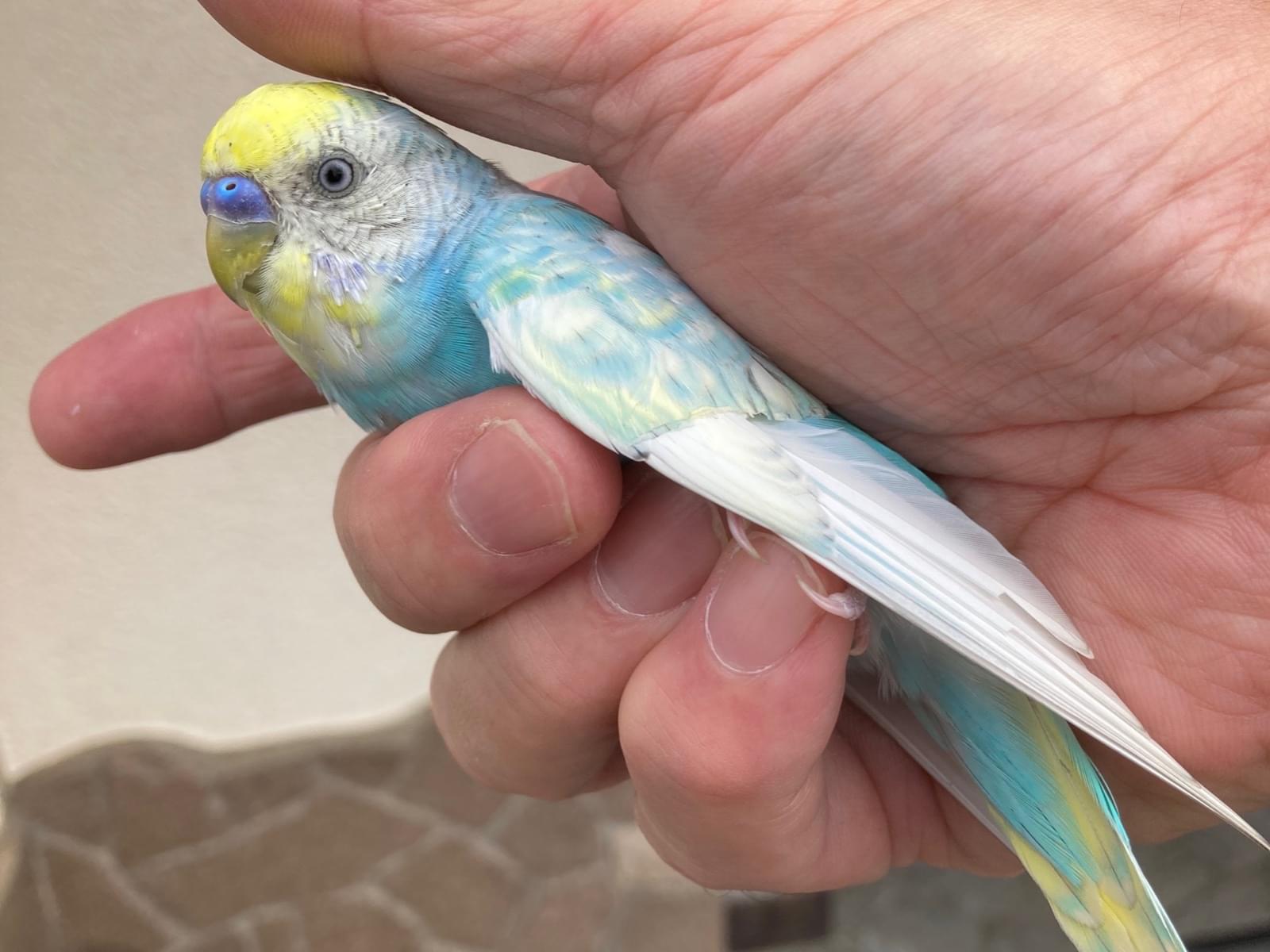 保護された鳥 保護された鳥