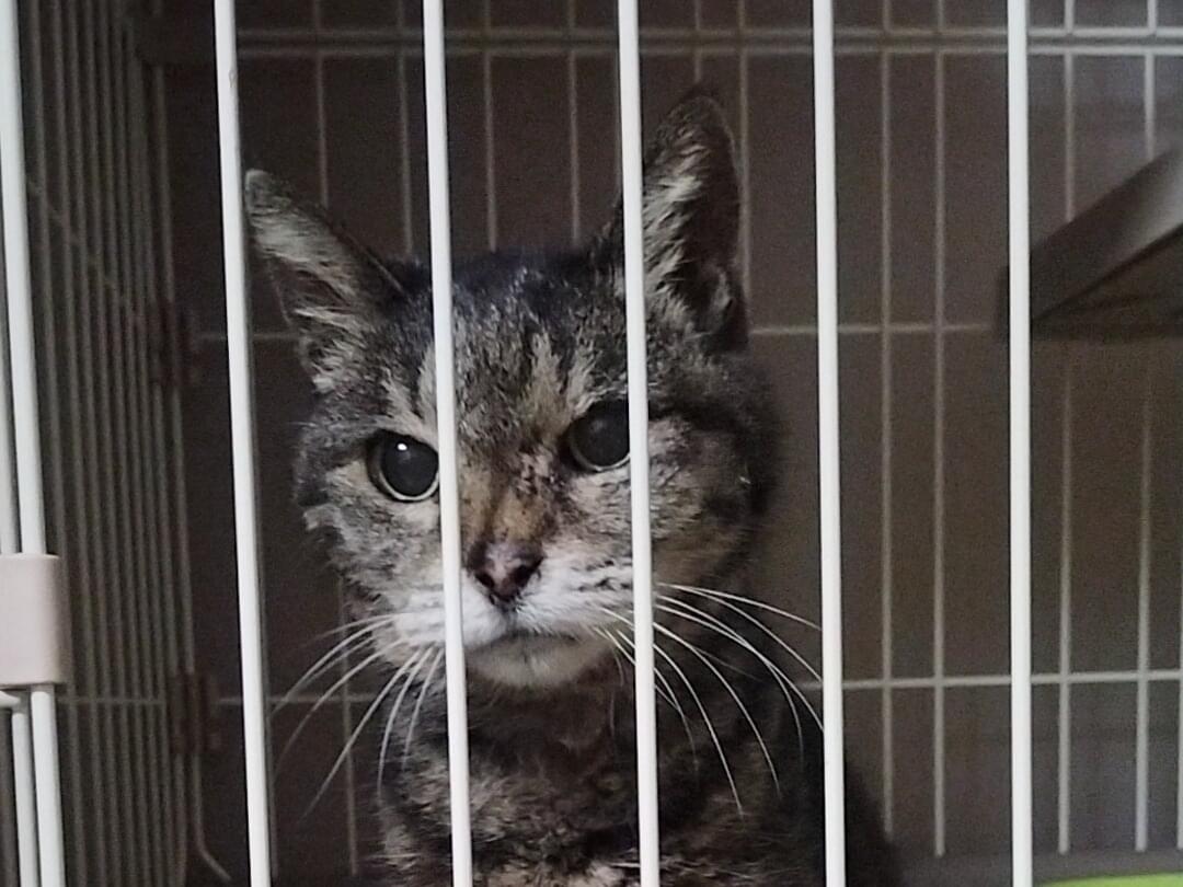 保護された猫 保護された猫