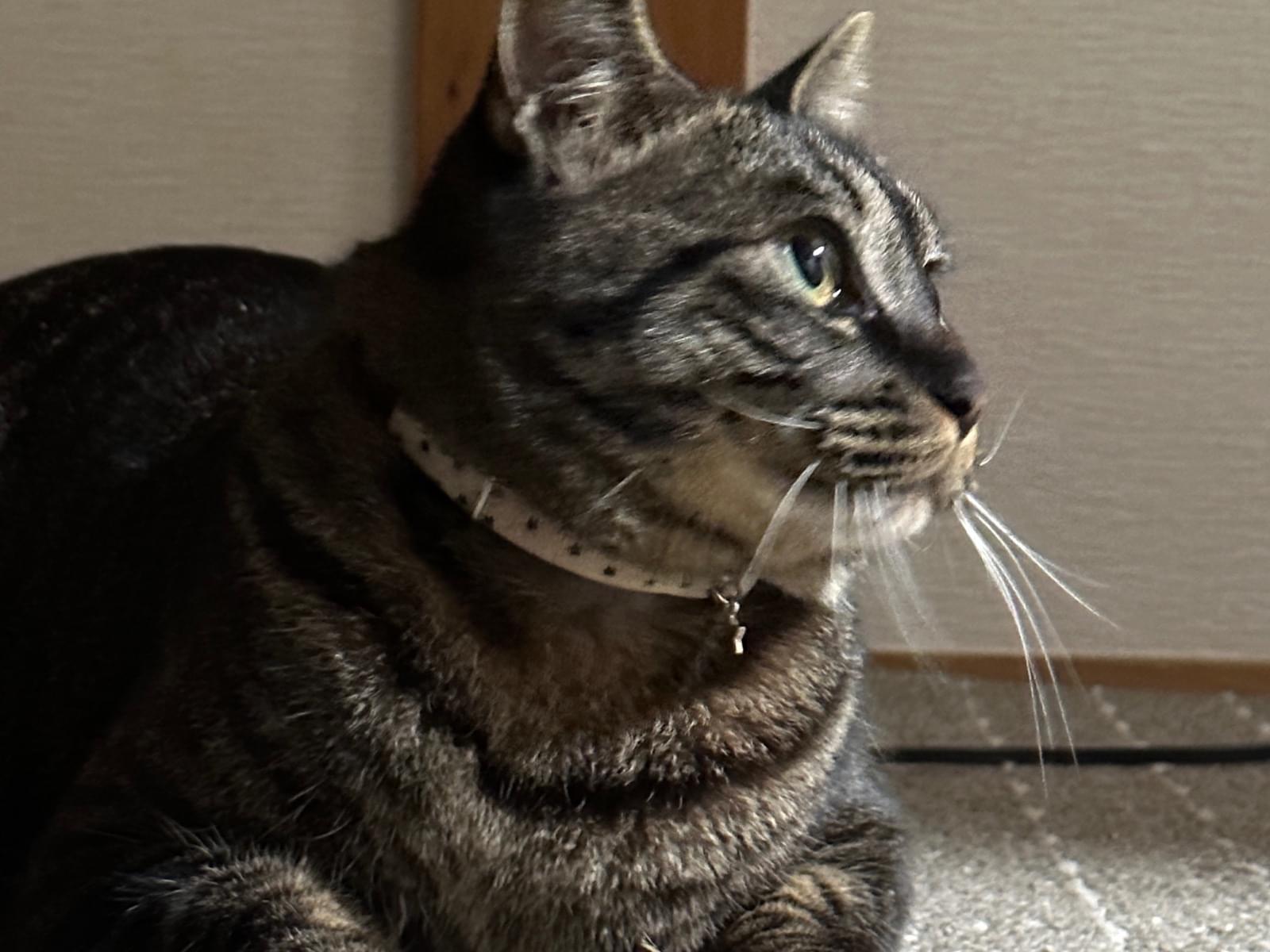 どんぐりちゃん どんぐりちゃん