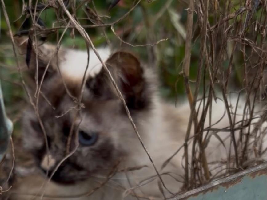 目撃された猫