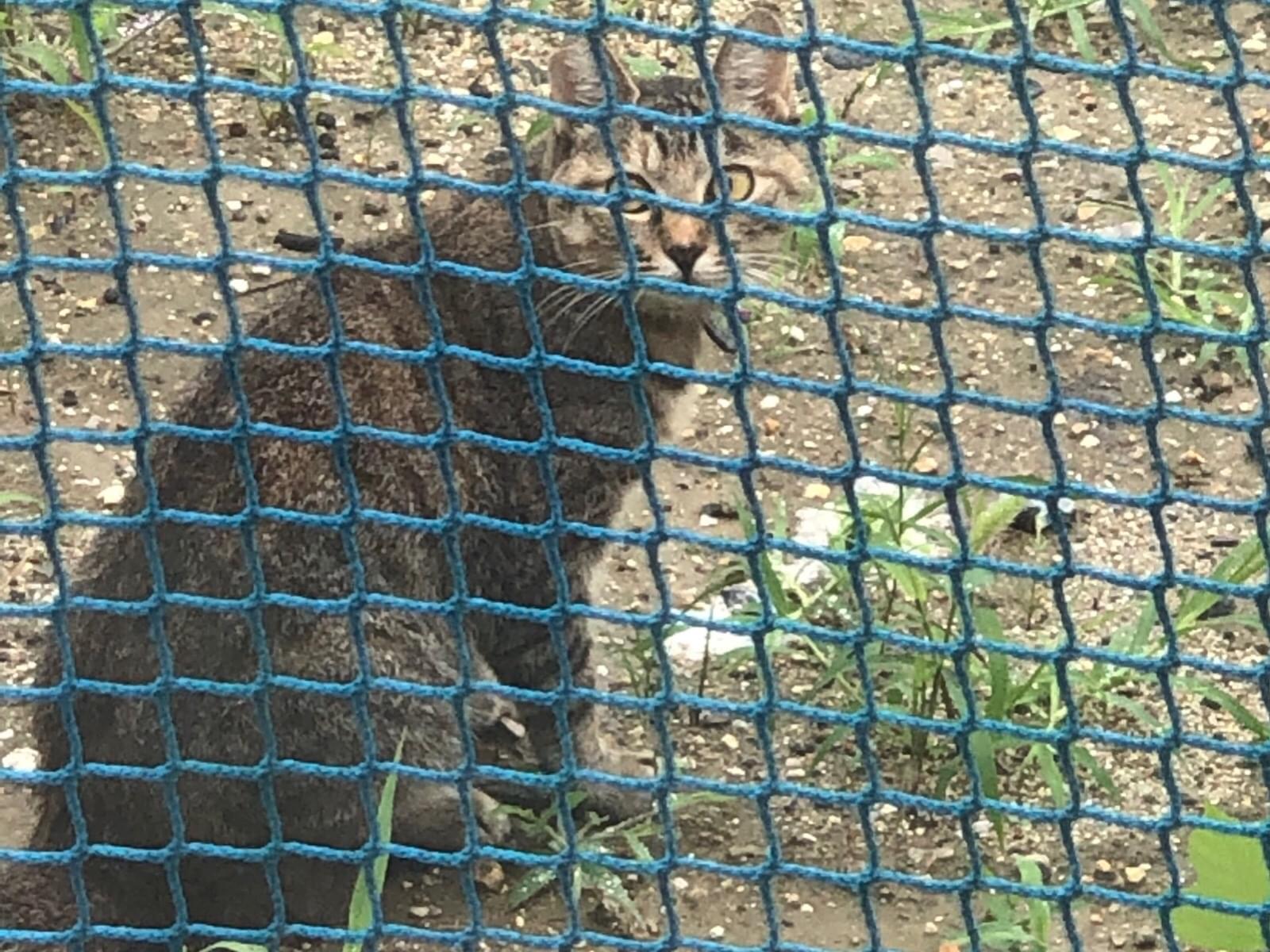 目撃された猫 目撃された猫